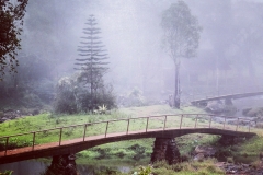 La mystique brume du plateau - Plateau des Bolavens - Laos