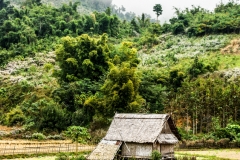 Paysage agri-culturel du Nord - Nong Khiaw - Laos