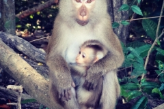 Regard profond d'une mère macaque - Parc Khao Yai - Thaïlande